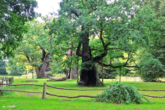 Обои картинки фото природа, деревья, дубы