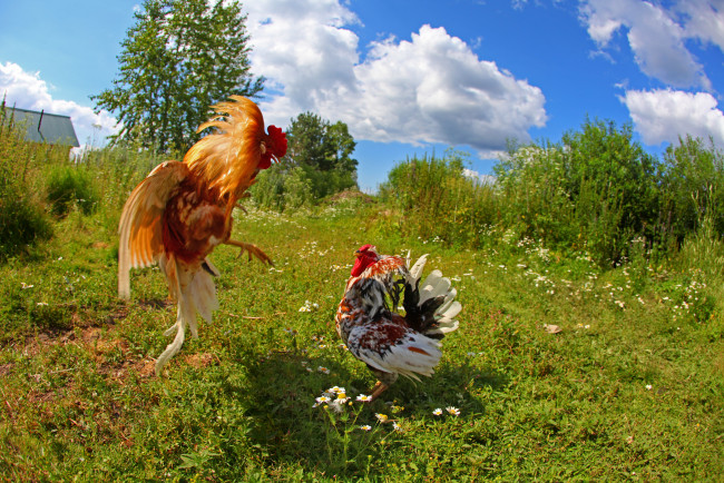 Обои картинки фото животные, куры, петухи, драка