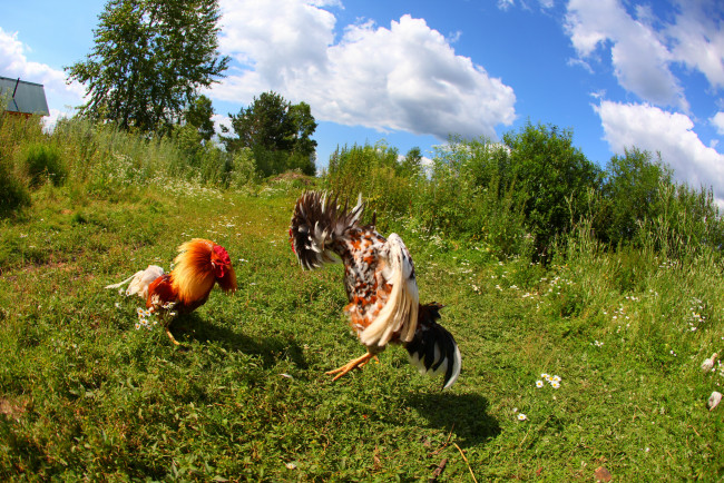 Обои картинки фото животные, куры, петухи, драка