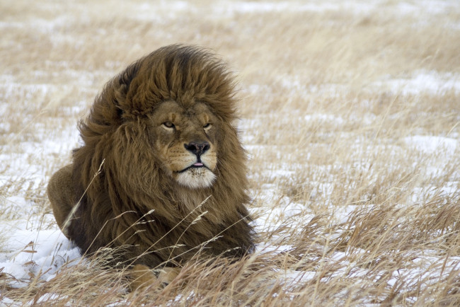 Обои картинки фото животные, львы, царь, грива