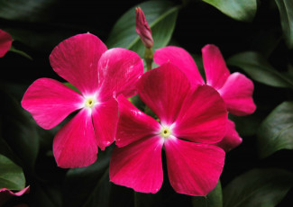 Картинка цветы катарантусы розовый