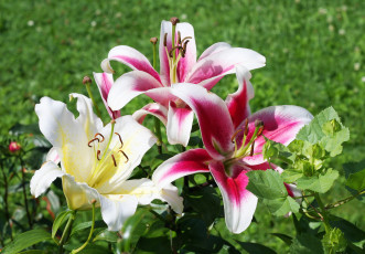 Картинка цветы лилии +лилейники лилейник