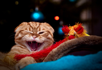 Картинка животные коты котяра