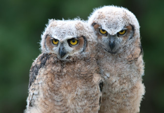 Картинка животные совы парочка