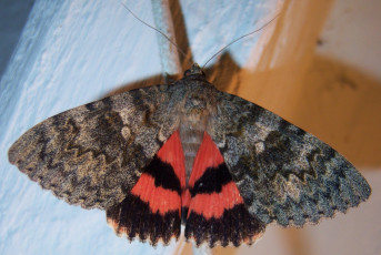 Картинка животные бабочки мотылёк