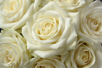 Картинка цветы розы много