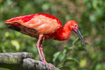 Картинка животные ибисы +колпицы ибис