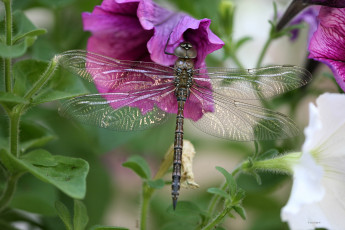 Картинка животные стрекозы крылья