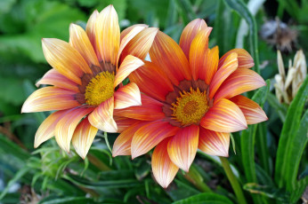 Картинка цветы газания макро