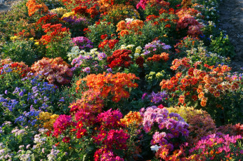 Картинка цветы хризантемы сад кусты