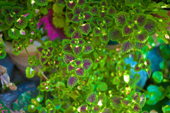 Картинка цветы колеусы +каладиумы зеленый листья