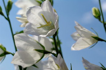 Картинка цветы колокольчики макро