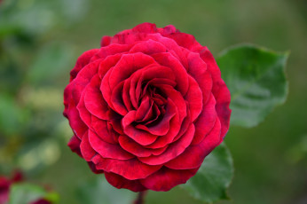 Картинка цветы розы красный