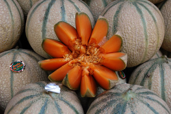 Картинка еда тыква тыквы урожай