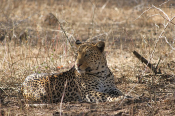 Картинка животные леопарды леопард