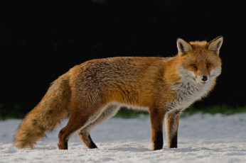 Картинка животные лисы рыжая