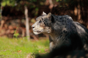 Картинка животные снежный+барс+ ирбис профиль морда барс