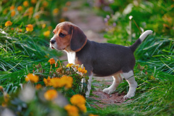 Картинка животные собаки щенок