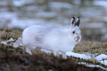 Картинка животные кролики +зайцы пушистик