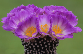 Картинка цветы кактусы розовый