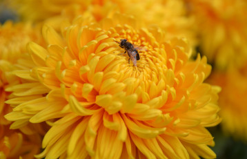 обоя цветы, хризантемы, макро