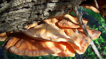 Картинка природа грибы оранджевые