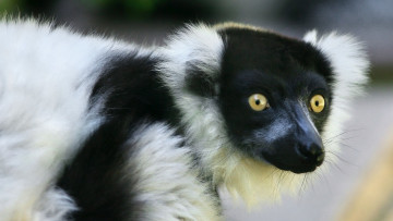 Картинка животные лемуры морда lemur лемур взгляд