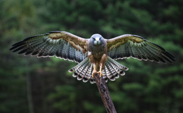 Картинка животные птицы+-+хищники взлет