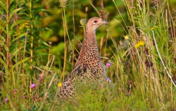Картинка животные куропатки +рябчики +перепела куропатка