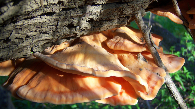 Обои картинки фото природа, грибы, оранджевые