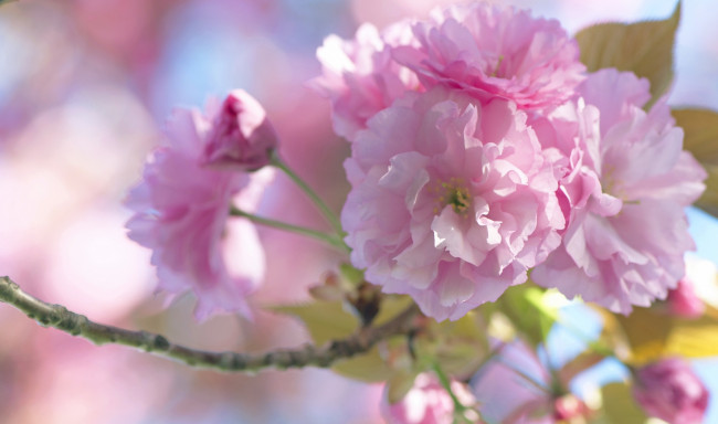 Обои картинки фото цветы, сакура,  вишня, весна