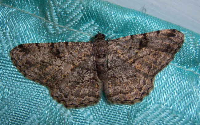 Обои картинки фото животные, бабочки, мотылёк