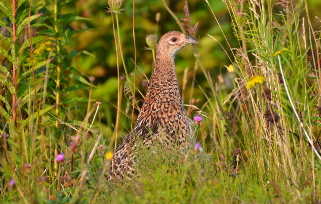 Обои картинки фото животные, куропатки,  рябчики,  перепела, куропатка