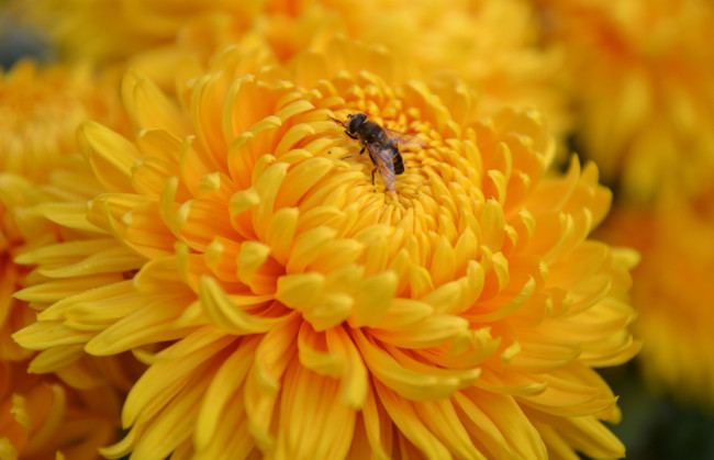 Обои картинки фото цветы, хризантемы, макро