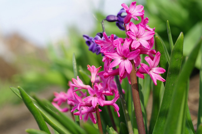 Обои картинки фото цветы, гиацинты, розовый