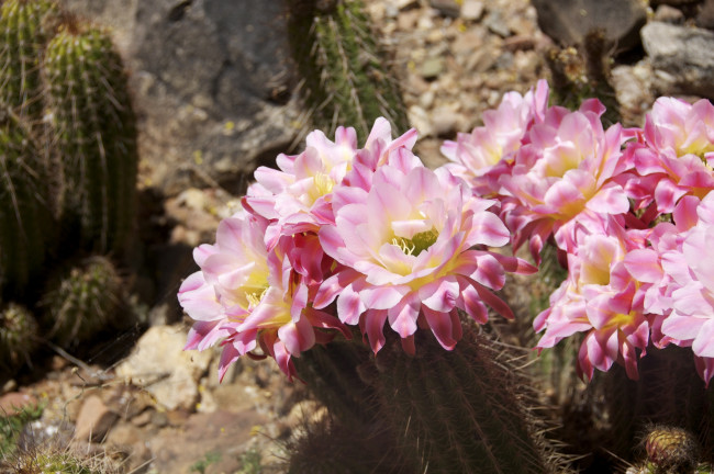 Обои картинки фото цветы, кактусы, розовый