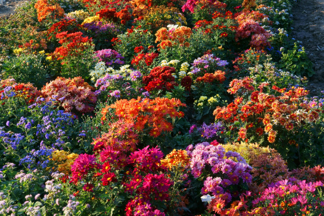Обои картинки фото цветы, хризантемы, сад, кусты