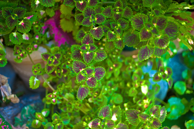 Обои картинки фото цветы, колеусы,  каладиумы, зеленый, листья