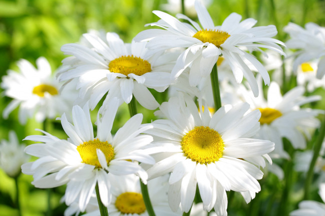 Обои картинки фото цветы, ромашки, солнце