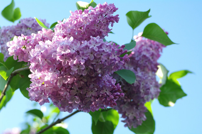 Обои картинки фото цветы, сирень, куст