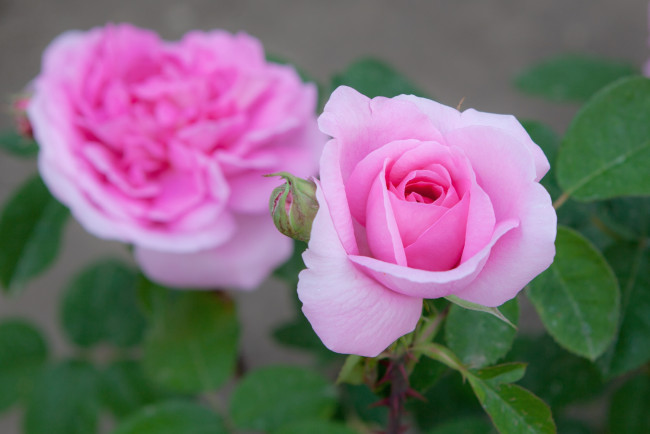 Обои картинки фото цветы, розы, розовый