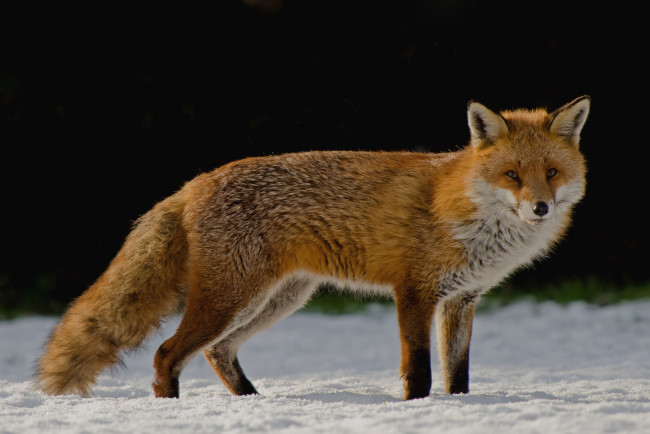 Обои картинки фото животные, лисы, рыжая