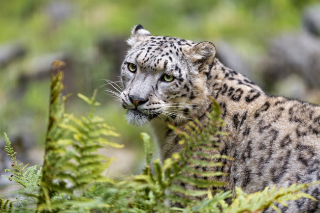 Обои картинки фото животные, снежный барс , ирбис, красивый