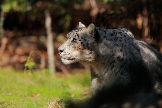 Обои картинки фото животные, снежный барс , ирбис, профиль, морда, барс