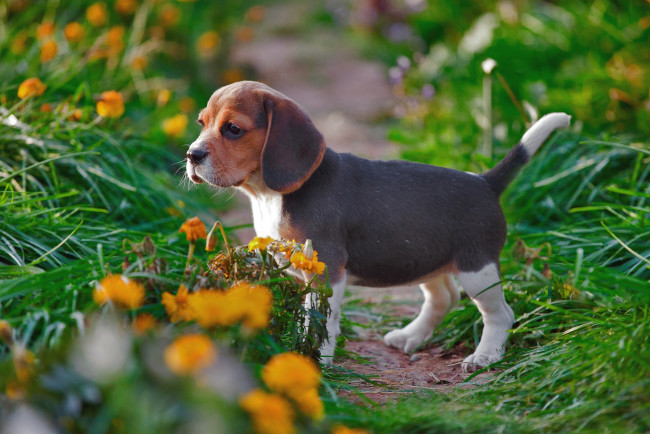 Обои картинки фото животные, собаки, щенок