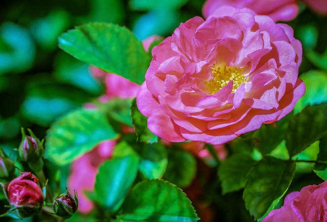 Обои картинки фото цветы, розы, розовый