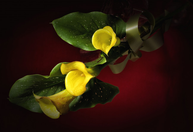 Обои картинки фото цветы, каллы, желтый