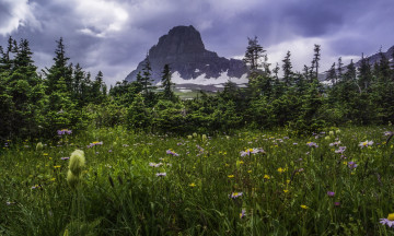 Картинка природа луга цветы трава горы