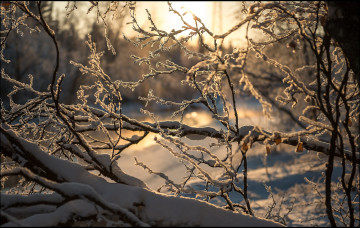 Картинка природа зима снег ветки