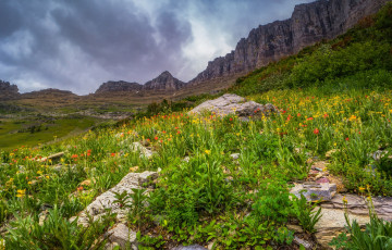 Картинка природа луга цветы горы трава